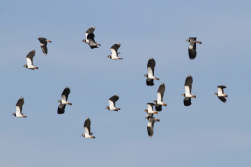 Wildlife sightings for 31st July 2022